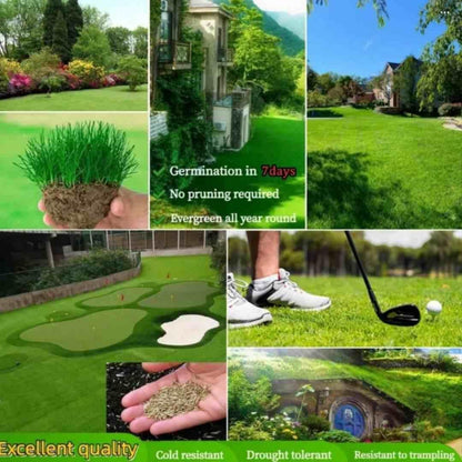 🔥7 Days Germination🌱 Evergreen dwarf grass seed for four seasons🌾Create your perfect lawn here