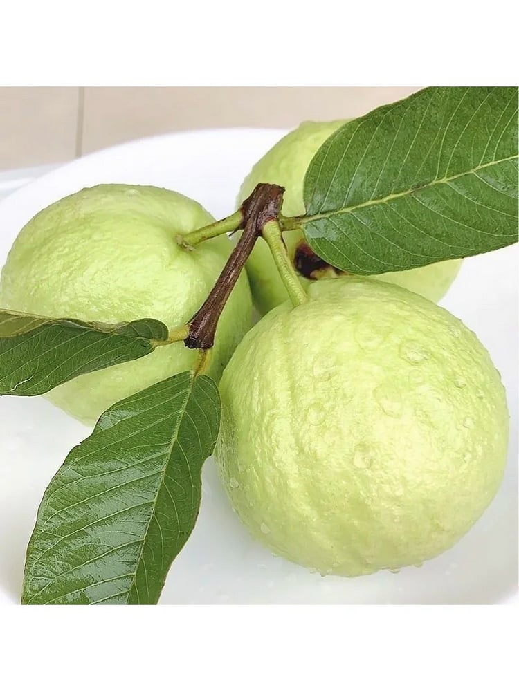 🔥Hot Sale💚 Organic Guava Plant🌱 Easy Grow
