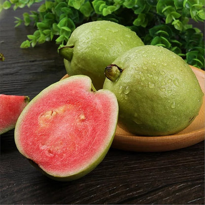 🔥Hot Sale💚 Organic Guava Plant🌱 Easy Grow