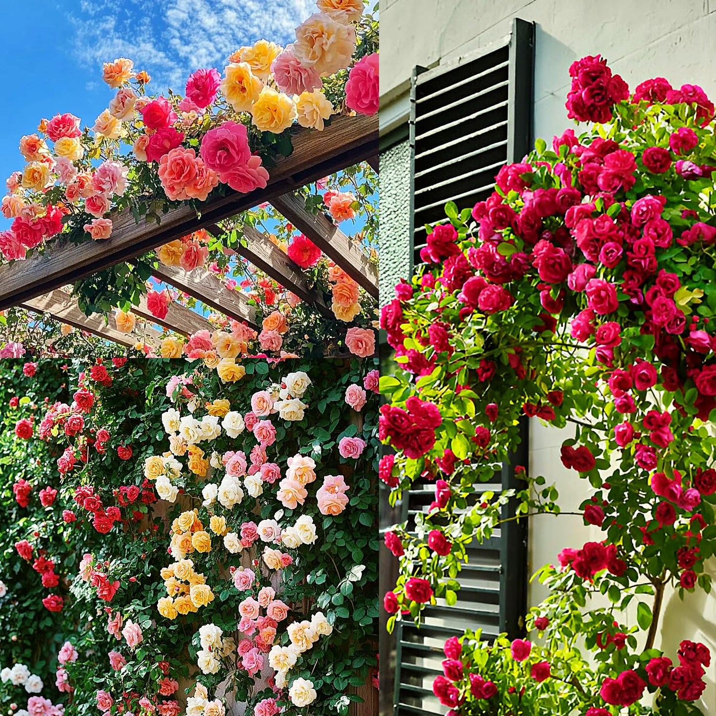 🌸✨SkyBloom Roses – Elegant Climbing Seeds🌹🌿