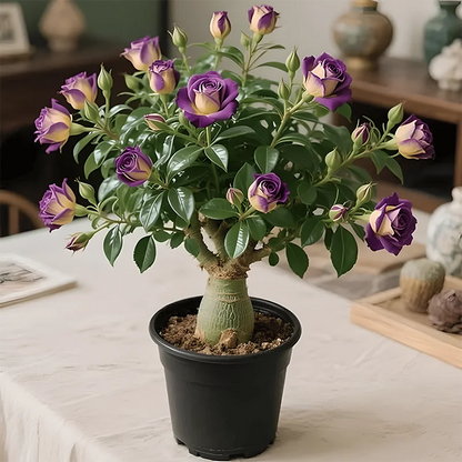 🌵🌺Desert Rose Seeds