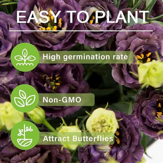 🌱 12 days germination🔥Eustoma Thornless Rose💐Lisanthus Seeds