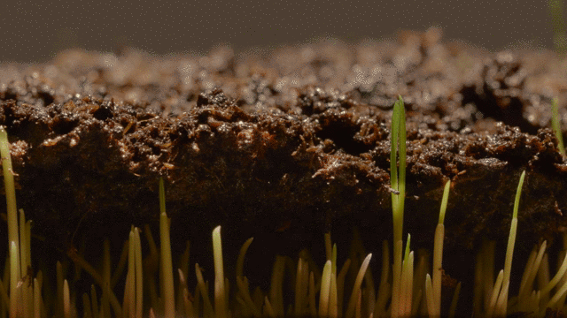 🔥7 Days Germination🌱 Evergreen dwarf grass seed for four seasons🌾Create your perfect lawn here