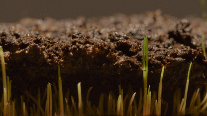 🔥7 Days Germination🌱 Evergreen dwarf grass seed for four seasons🌾Create your perfect lawn here