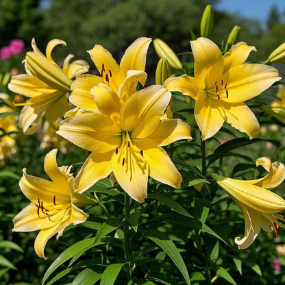 🌺Double Perfume Lily Bulbs—Fresh and Sweet