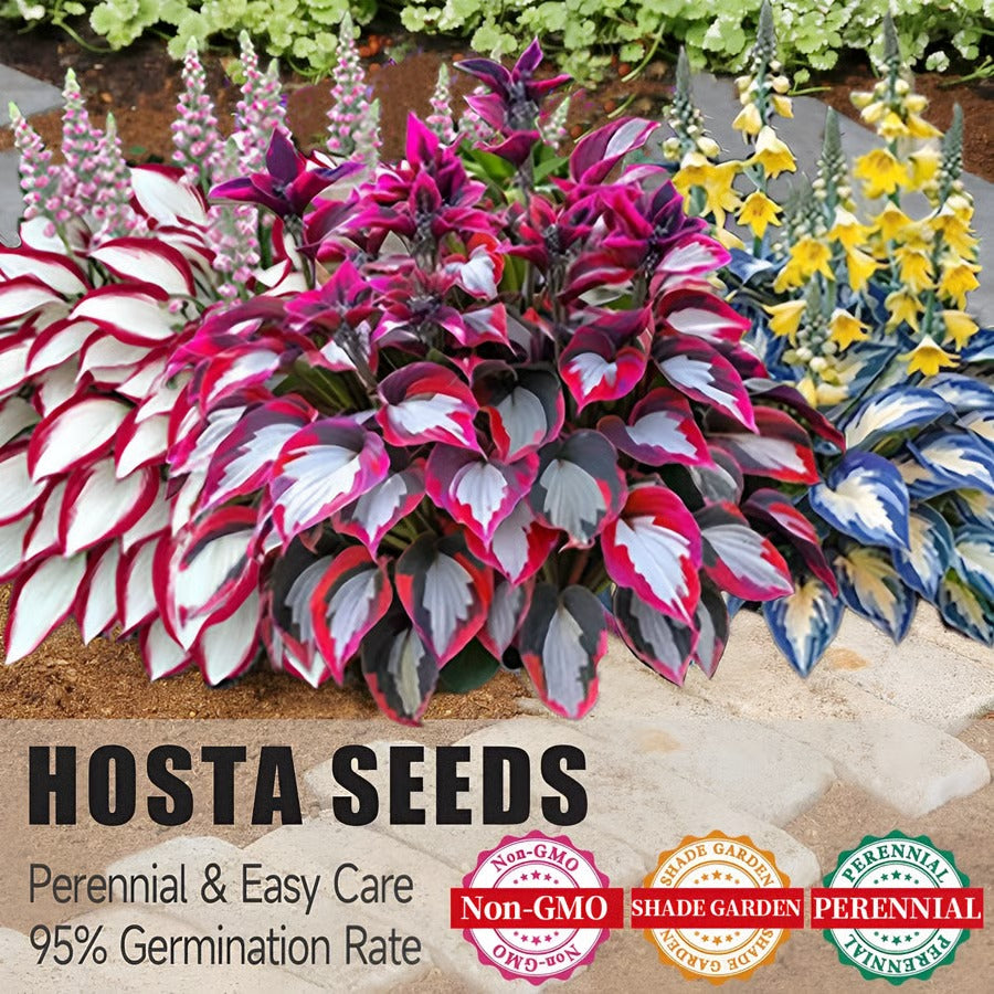 🔥Last day clearance🔥Premiumm Rare Hosta Seeds🌿Shade-Tolerant Plant