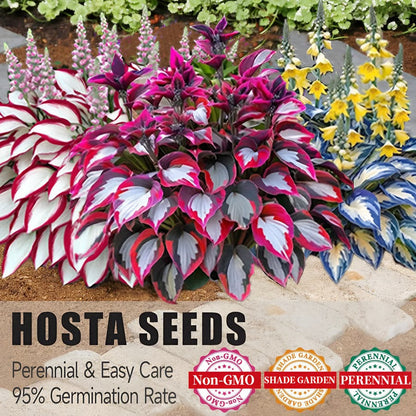 🔥Last day clearance🔥Premiumm Rare Hosta Seeds🌿Shade-Tolerant Plant