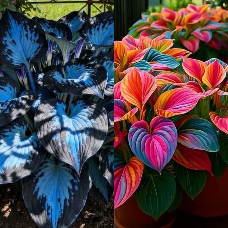🔥Last day clearance🔥Premiumm Rare Hosta Seeds🌿Shade-Tolerant Plant