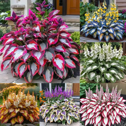 🔥Last day clearance🔥Premiumm Rare Hosta Seeds🌿Shade-Tolerant Plant