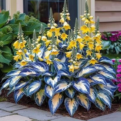 🔥Last day clearance🔥Premiumm Rare Hosta Seeds🌿Shade-Tolerant Plant