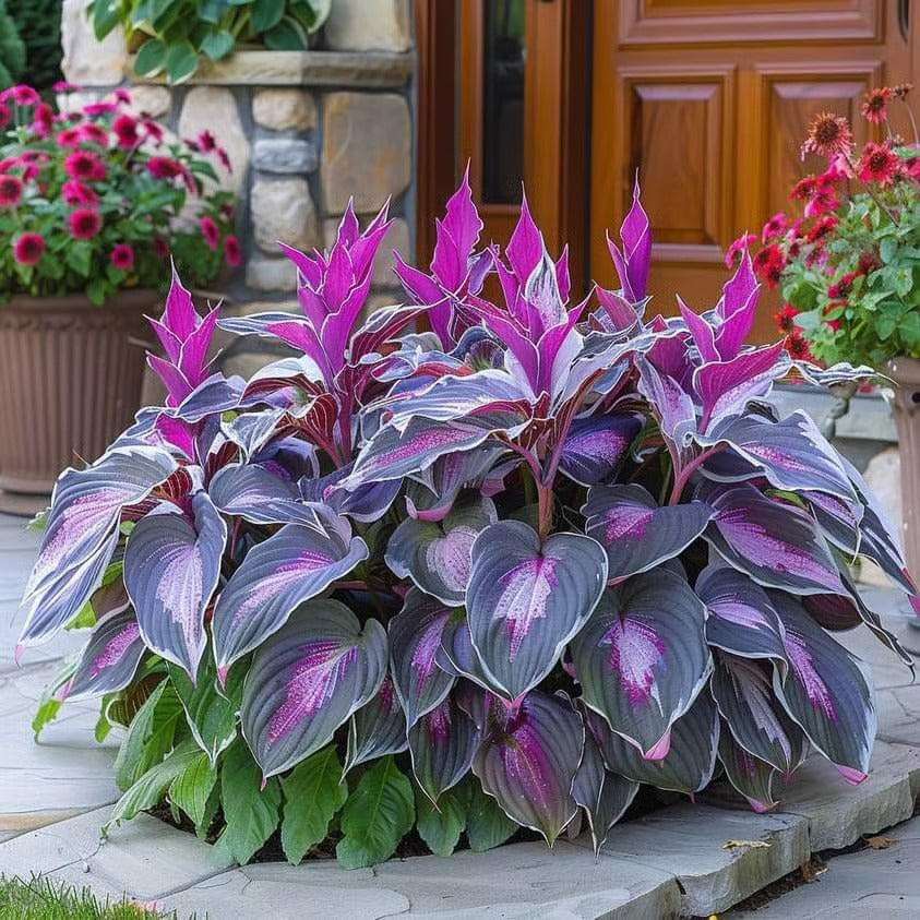 🔥Last day clearance🔥Premiumm Rare Hosta Seeds🌿Shade-Tolerant Plant