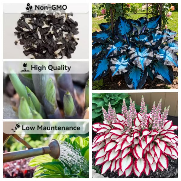 🔥Last day clearance🔥Premiumm Rare Hosta Seeds🌿Shade-Tolerant Plant