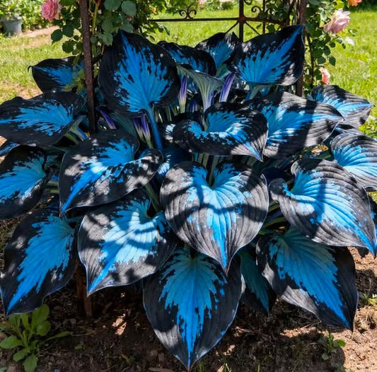 🔥Last day clearance🔥Premiumm Rare Hosta Seeds🌿Shade-Tolerant Plant
