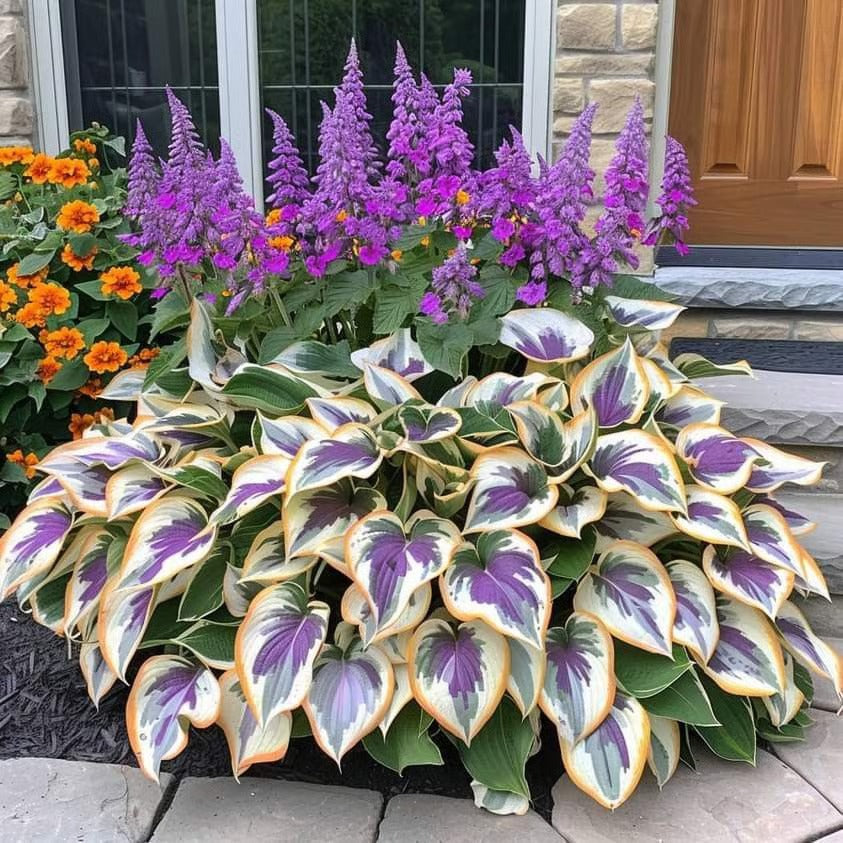 🔥Last day clearance🔥Premiumm Rare Hosta Seeds🌿Shade-Tolerant Plant