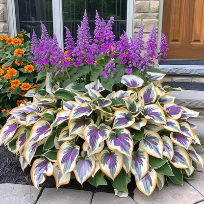 🔥Last day clearance🔥Premiumm Rare Hosta Seeds🌿Shade-Tolerant Plant