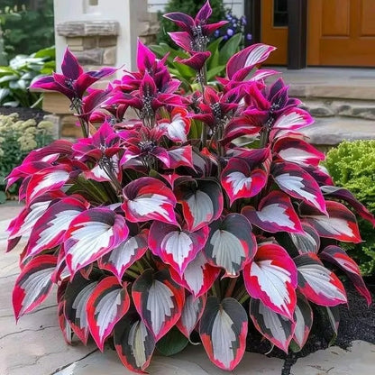 🔥Last day clearance🔥Premiumm Rare Hosta Seeds🌿Shade-Tolerant Plant