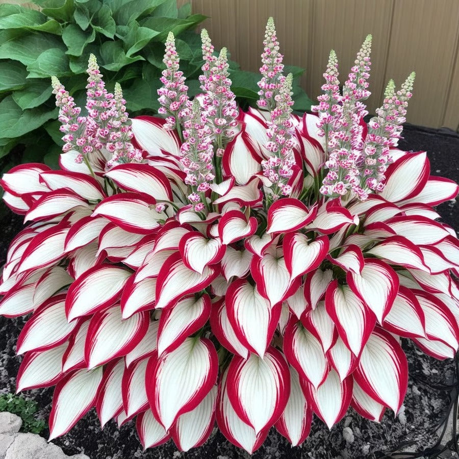 🔥Last day clearance🔥Premiumm Rare Hosta Seeds🌿Shade-Tolerant Plant