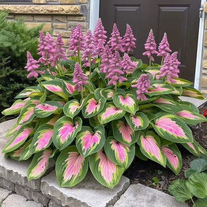 🔥Last day clearance🔥Premiumm Rare Hosta Seeds🌿Shade-Tolerant Plant