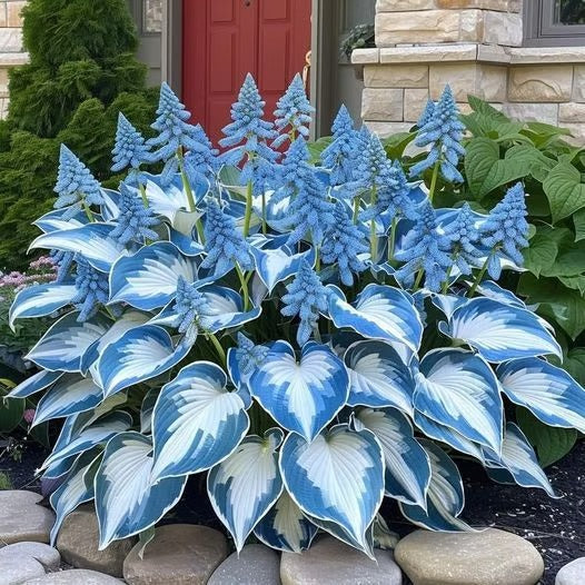 🔥Last day clearance🔥Premiumm Rare Hosta Seeds🌿Shade-Tolerant Plant