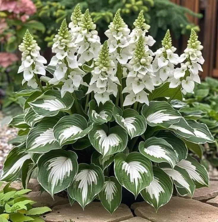 🔥Last day clearance🔥Premiumm Rare Hosta Seeds🌿Shade-Tolerant Plant
