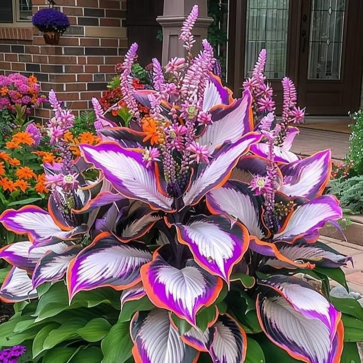 🔥Last day clearance🔥Premiumm Rare Hosta Seeds🌿Shade-Tolerant Plant