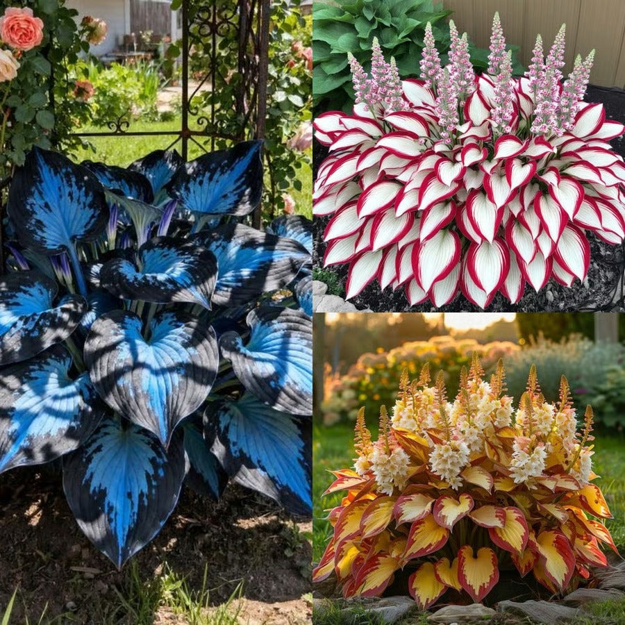 🔥Last day clearance🔥Premiumm Rare Hosta Seeds🌿Shade-Tolerant Plant