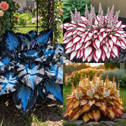 🔥Last day clearance🔥Premiumm Rare Hosta Seeds🌿Shade-Tolerant Plant