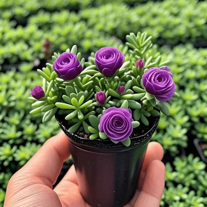 🪴Double-flowered Rose Orchid Seeds-Heat-Cold-resistant and fragrant