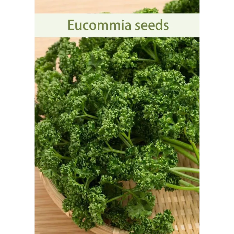 🌿Eucommia seeds-Low maintenance, multi-purpose, high nutrition
