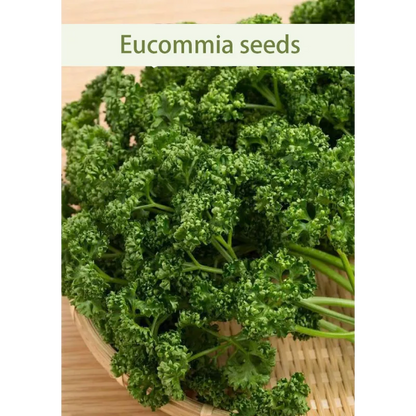 🌿Eucommia seeds-Low maintenance, multi-purpose, high nutrition
