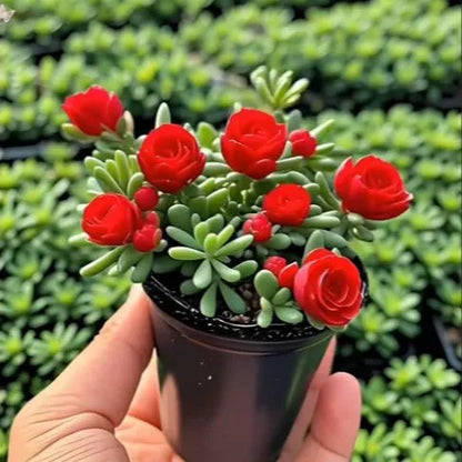 🪴Double-flowered Rose Orchid Seeds-Heat-Cold-resistant and fragrant
