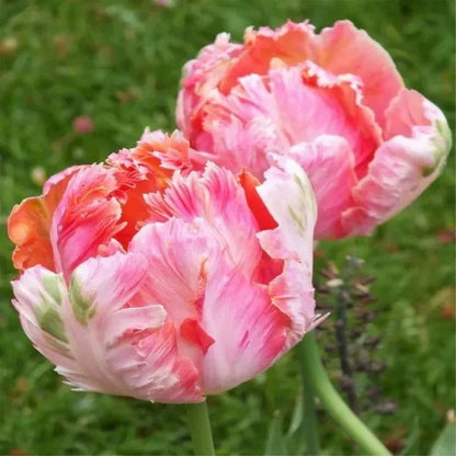🌷Cummins Tassel Tulip Bulbs