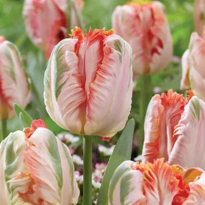🌷Cummins Tassel Tulip Bulbs