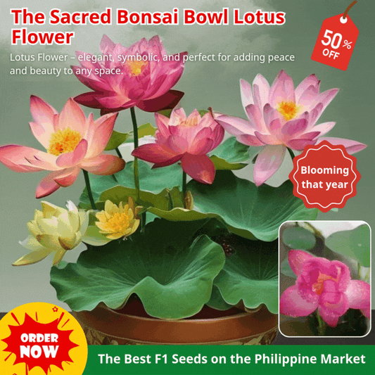 🌸 Limited Time Deal! 50% OFF! Hydroponic Lotus — Fresh, Simple & Beautiful 🌸 Limited Time Deal! 50% OFF! Hydroponic Lotus — Fresh, Simple & Beautiful