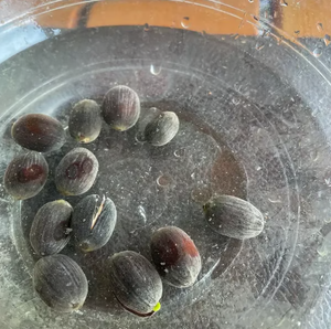 🪷【7-Day Germination】Last Day Sale — 50% OFF! 🌱 The Sacred Bonsai Bowl Lotus Flower
