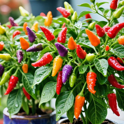 🌶️Non-GMO Organic Colorful Pepper Seeds