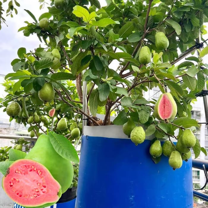 🔥Hot Sale💚 Organic Guava Plant🌱 Easy Grow
