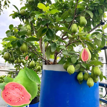 🔥Hot Sale💚 Organic Guava Plant🌱 Easy Grow