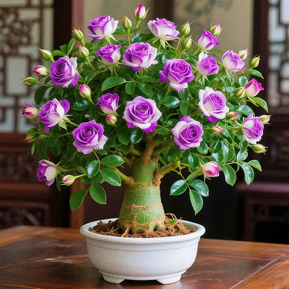 🌵🌺Desert Rose Seeds