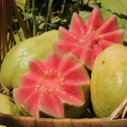 🔥Hot Sale💚 Organic Guava Plant🌱 Easy Grow