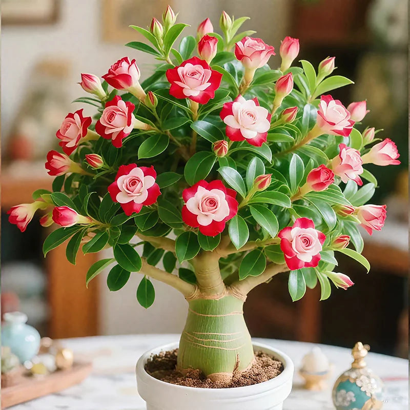 🌵🌺Desert Rose Seeds