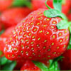🔥Last Day 49% OFF🔥2025 Special Offer🍓Strawberry Plants