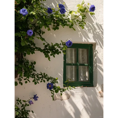 🌹Climbing the Wall Rose Seeds-Bring Elegance to Your Garden