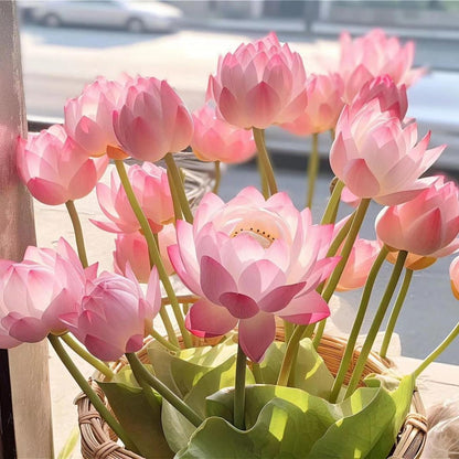 🪷【7-Day Germination】Last Day Sale — 50% OFF! 🌱 The Sacred Bonsai Bowl Lotus Flower