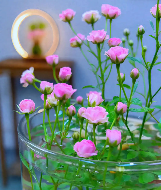 Water Beauty Rose-Miniature bonsai roses, blooming all year round, potted flowers Ornamental bonsai, indoor plants