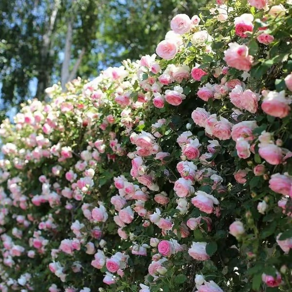 🌺Climbing Rose Seeds | Free Fertilizer--Supplement nitrogen, phosphorus and potassium