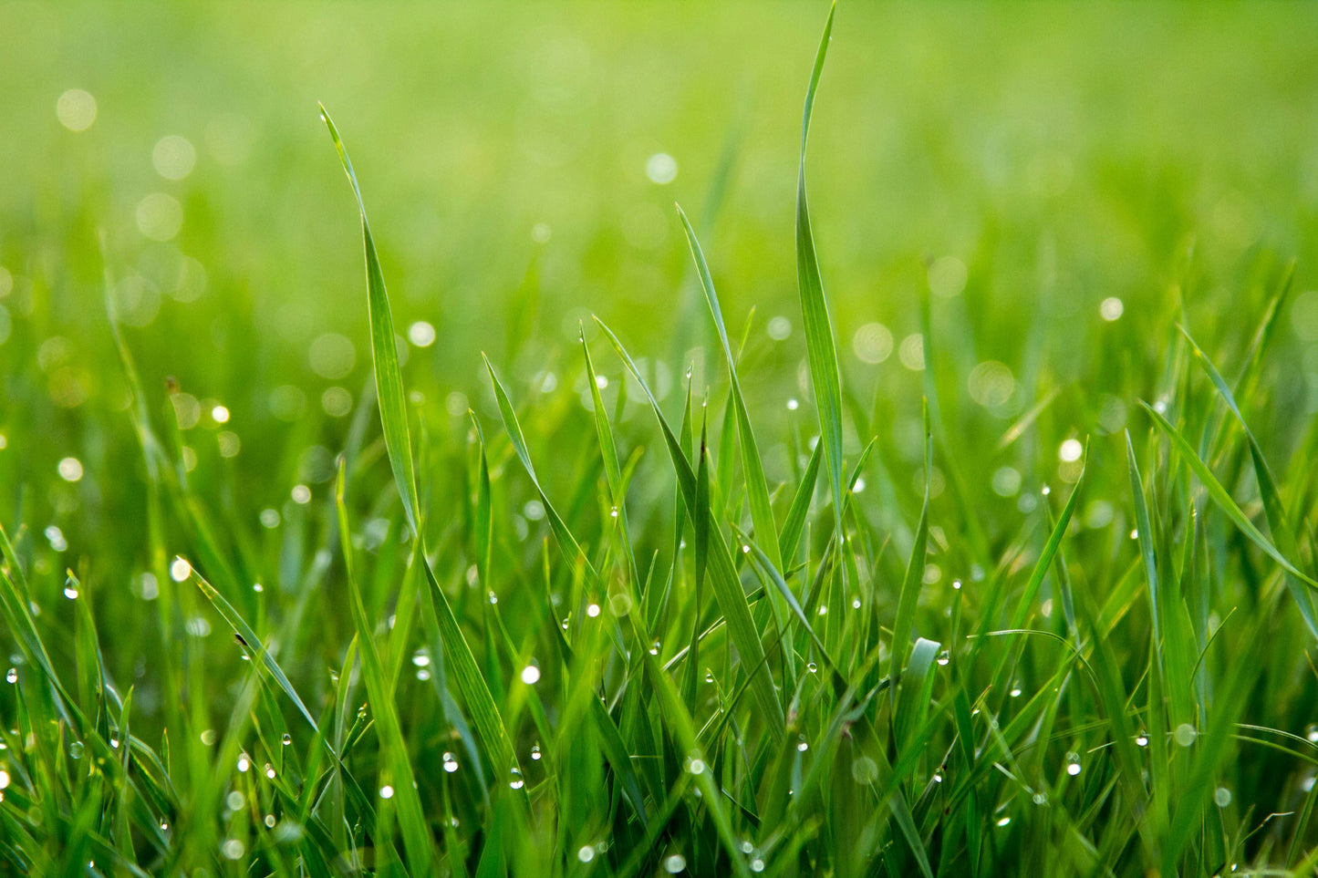 🔥7 Days Germination🌱 Evergreen dwarf grass seed for four seasons🌾Create your perfect lawn here